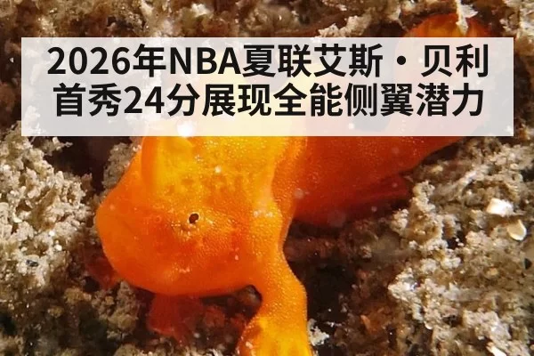 2026年NBA夏联艾斯·贝利首秀24分展现全能侧翼潜力